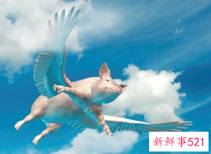 属猪最命苦的月份