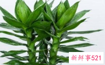 富贵竹寓意和象征