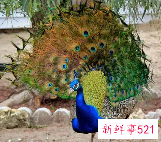 雄孔雀会不会开屏