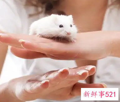 孕妇梦见老鼠了是什么意思