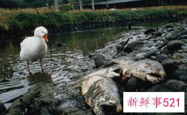 对幼儿说死亡合适吗