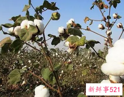 梦见棉花开了摘棉花