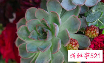 送女生花的祝福语