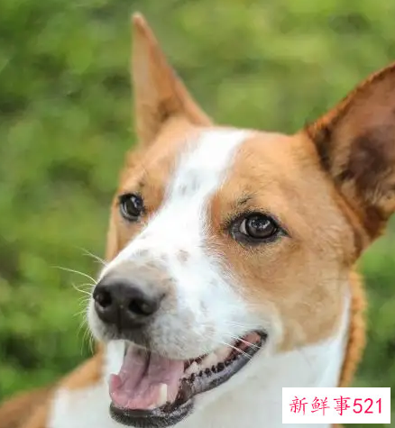 属狗男生动情的表现