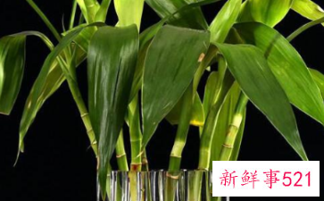 富贵竹寓意和象征