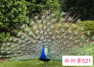 雄孔雀会不会开屏