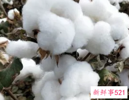 梦见棉花开了摘棉花