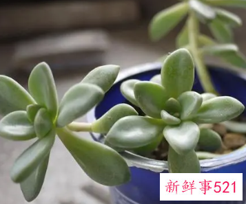 多肉的药用价值