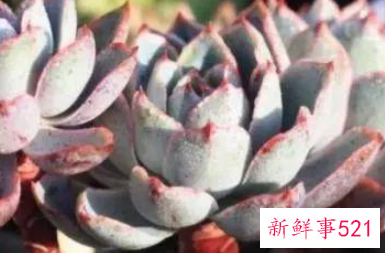 多肉植物腐烂的分类及处理