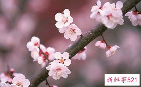 催桃花风水布局