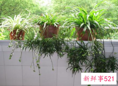 办公室适合摆的高档绿植