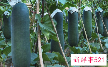 营养又吃都不发胖的蔬菜