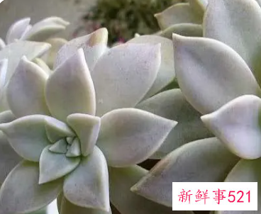 多肉的药用价值