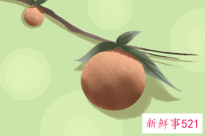 孕妇梦见黄桔子生男生女