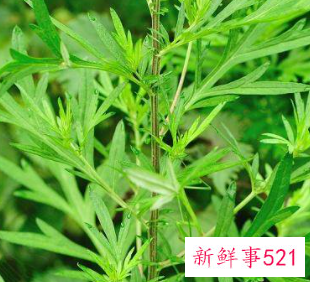 艾草的的好处和用途