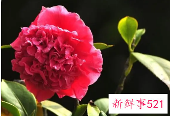 女人梦见开了一朵花