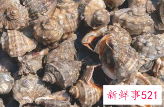 海螺怎么存放时间长