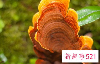 灵芝作用与禁忌