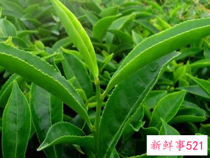 孕妇梦见绿植生女儿吗