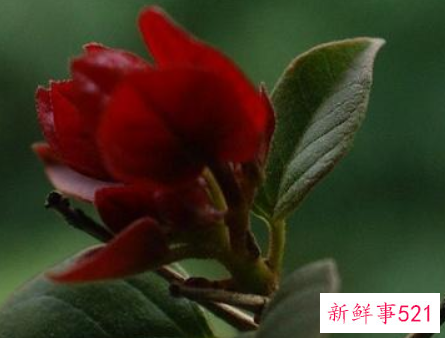 冬天开的花有哪些