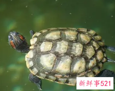 梦见龟和鱼是什么意思