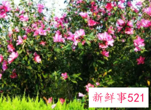 小木槿枯了如何挽救