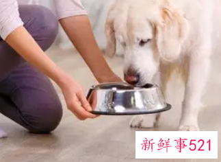 怎么给狗喂食物