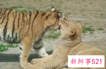 梦见动物园猛兽跑出来袭击人