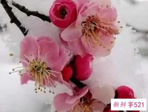 冬天开的花有哪些