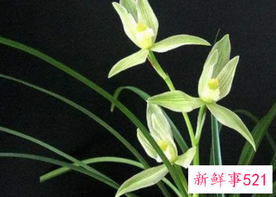 兰花比喻人怎样的精神