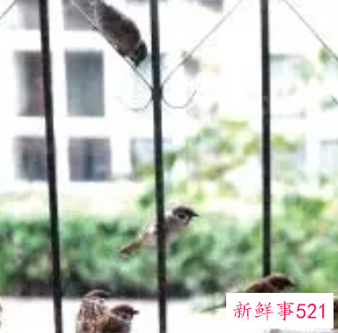 阳台上来鸟是什么兆头