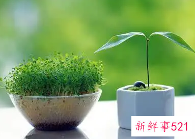 过期牛奶浇花的可行性和注意事项