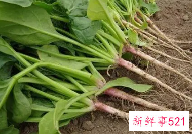 菠菜根色是什么颜色