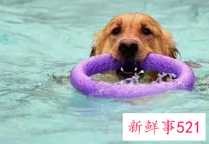 狗在夏天是怎么避暑的