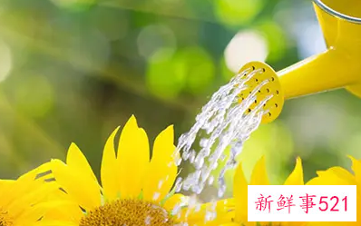 过期牛奶浇花的可行性和注意事项