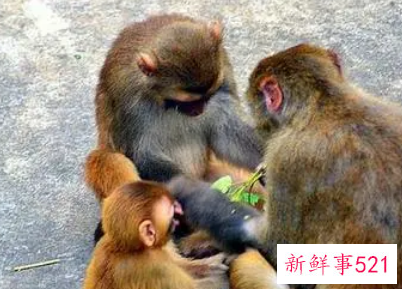 属猴爱你的表现