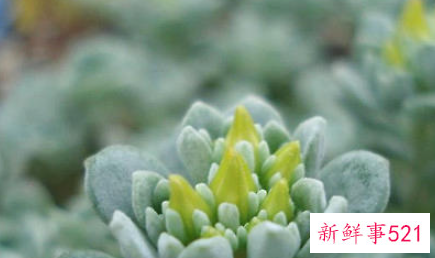 多肉植物腐烂的分类及处理