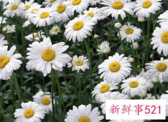 家里养什么花比较好