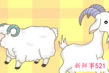 为什么属羊的男人不能嫁