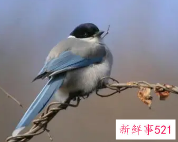 做梦梦到一只喜鹊