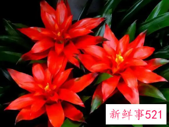 家里养什么花比较好