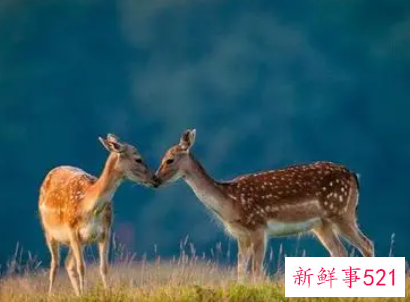 女人梦见梅花鹿朝自己跑来