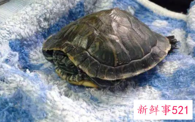 龟龟冬眠后死亡引起的思考