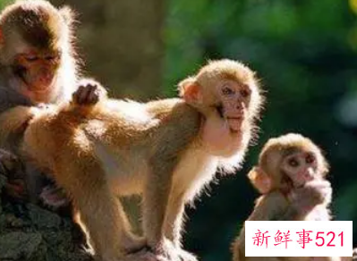 属猴爱你的表现