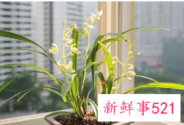 兰花的栽培管理