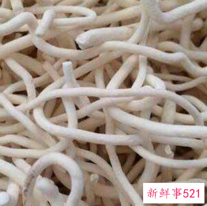 通草可以直接泡水喝吗