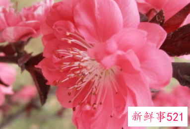 梅花和桃花的区别