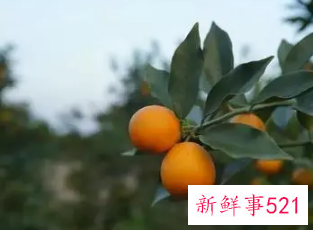 家里养什么花比较好