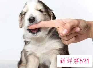 中年女人梦见怀里抱着狗