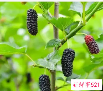 抗癌水果第一名桑葚